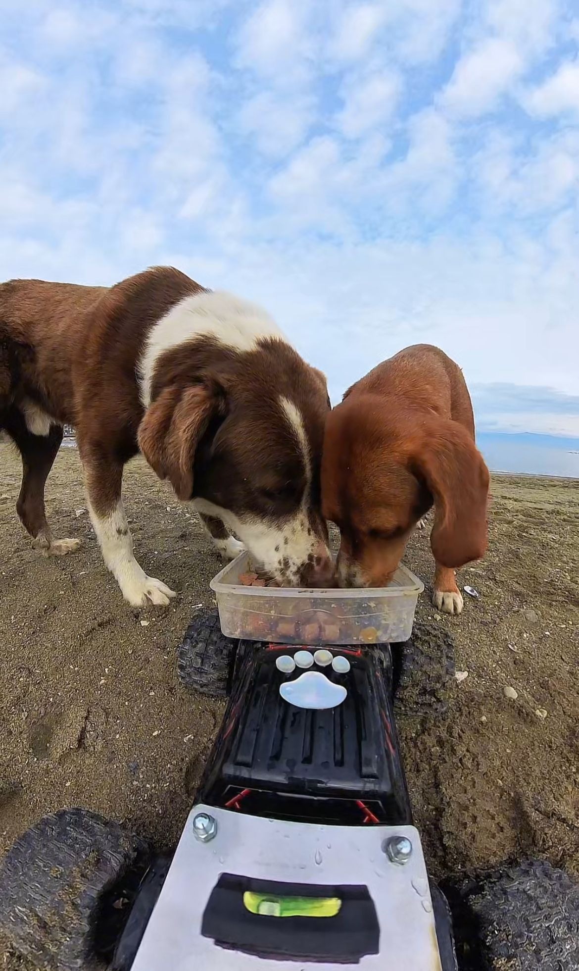 S O K A K H A Y V A N L A R I N A ‘ O Y U N C A K A R A B A L I’ M A 1164976 346065