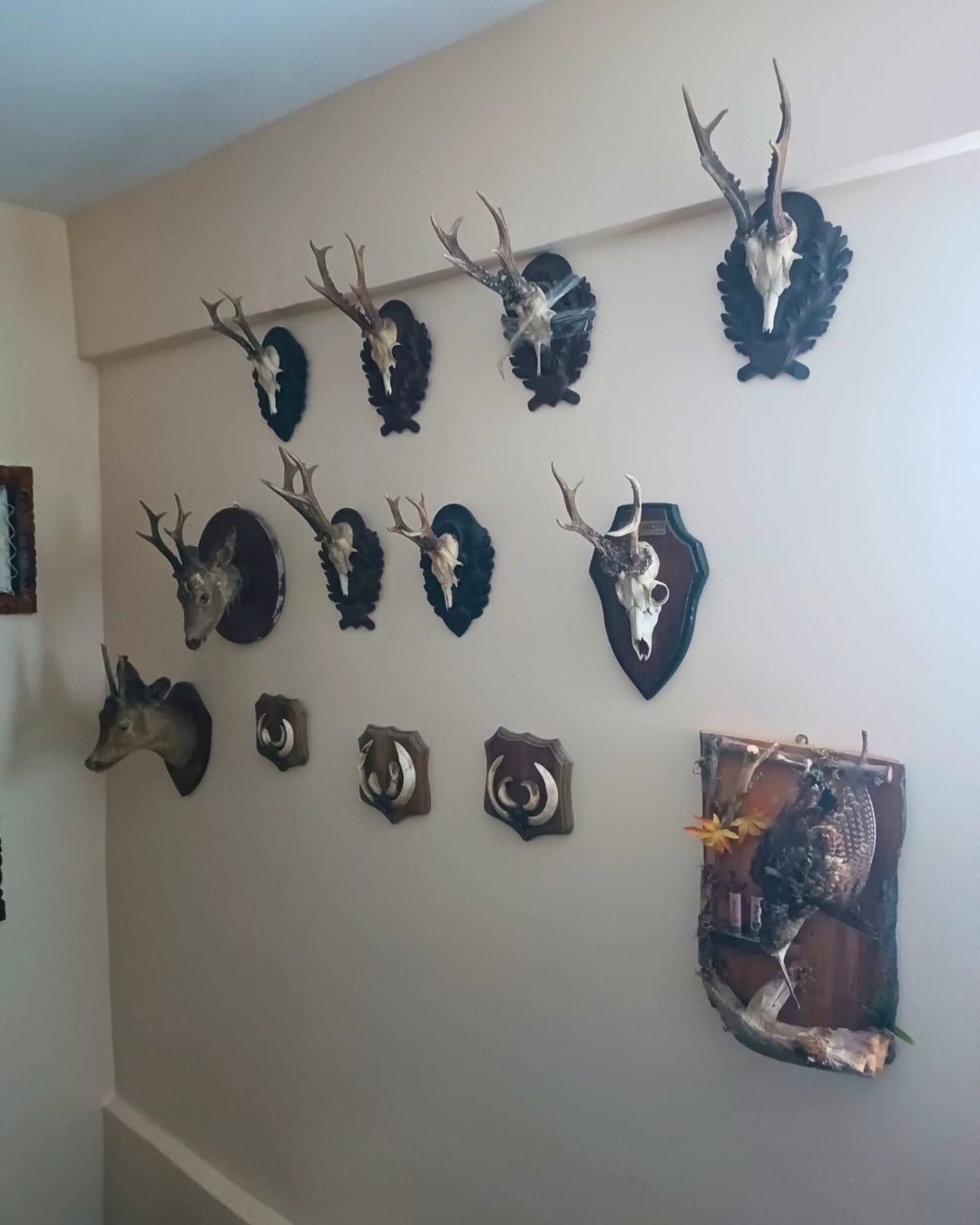 T E K I R D A G D A T A H N I T V E T R O F E L E R D E N O L U S A N 1176076 349355