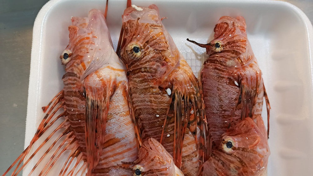 T E Z G A H T A S A T I S I Y A S A K O L A N A S L A N B A L I G I N 1167803 346891