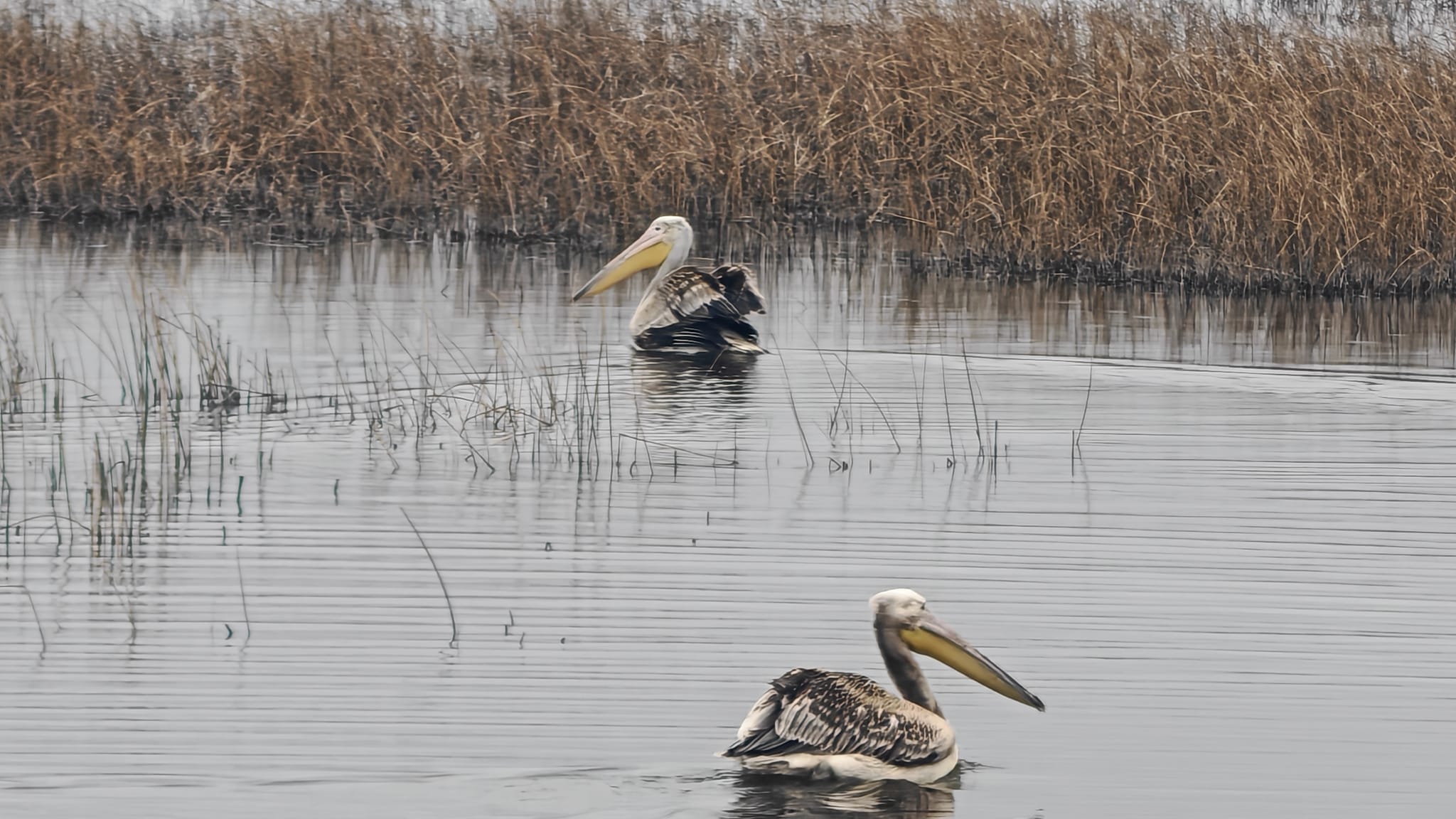 Yaralı Pelikanlar Tedavi Sonrası Doğaya Bırakıldı