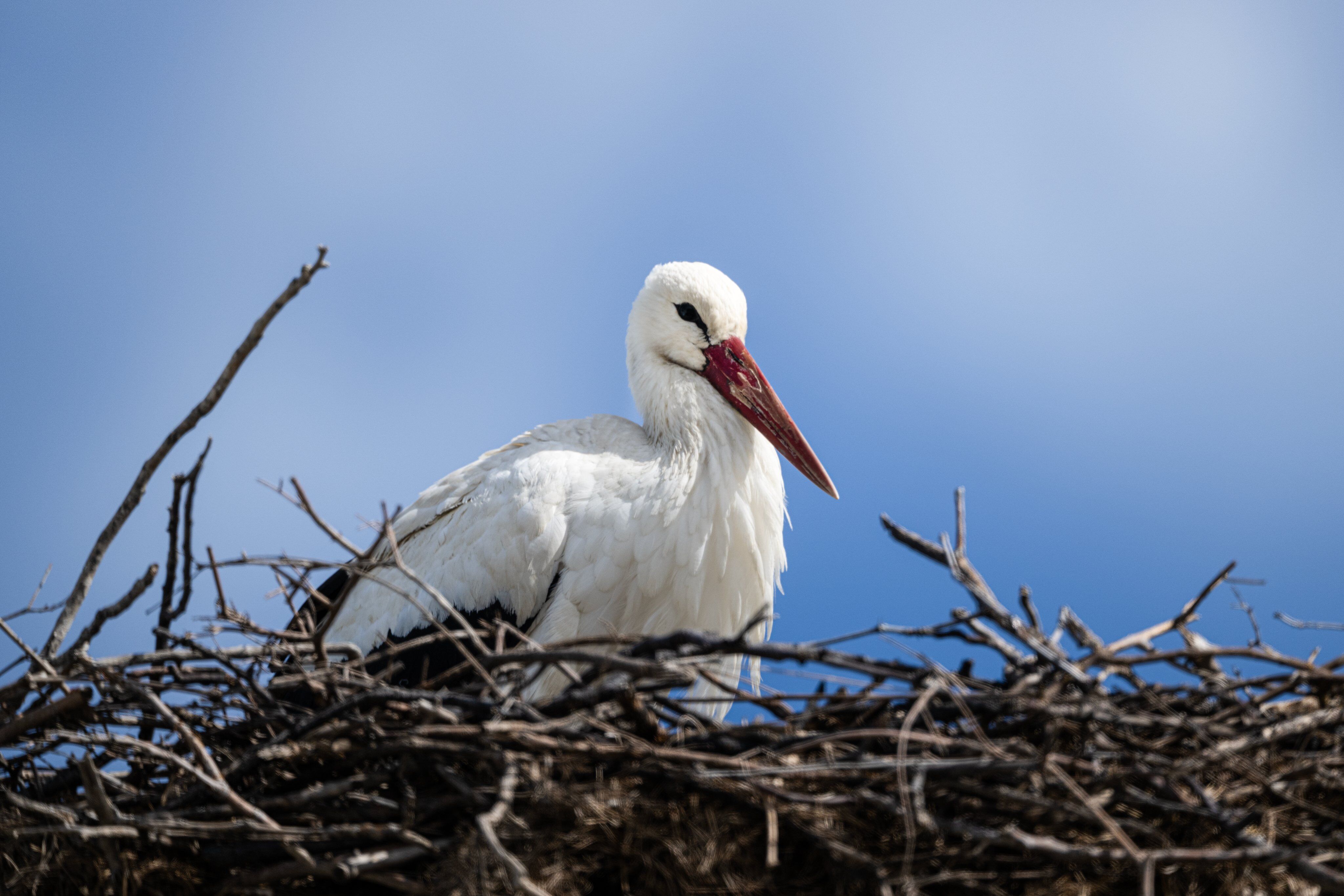 Y A R E N L E Y L E G I N E S I N A Z L I G E L D I 1184023 351720