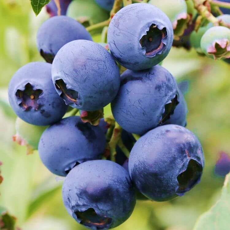 Yaban Merisini Fidani Chandler