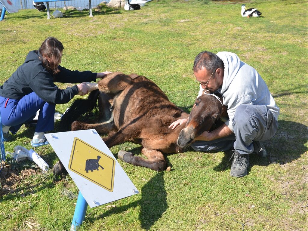 Ötenazi Yerine Ampütasyon Katırı Hayata Bağladı