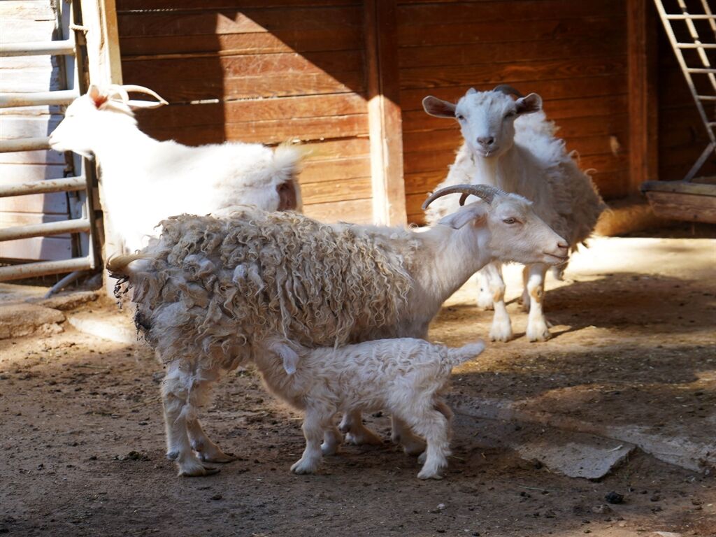 Antalya Doğal Yaşam Parkı Yeni Yavrularla Şenlendi