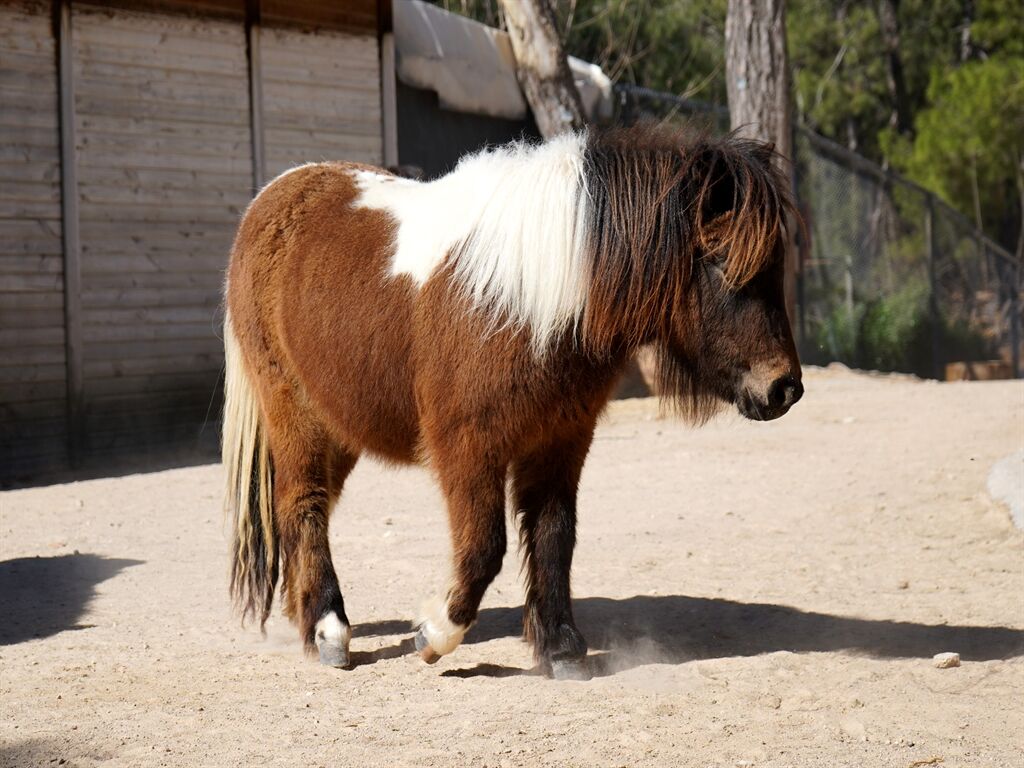 Bayramda Doğan Midilli Şeker İlk Yaşını Kutlayacak
