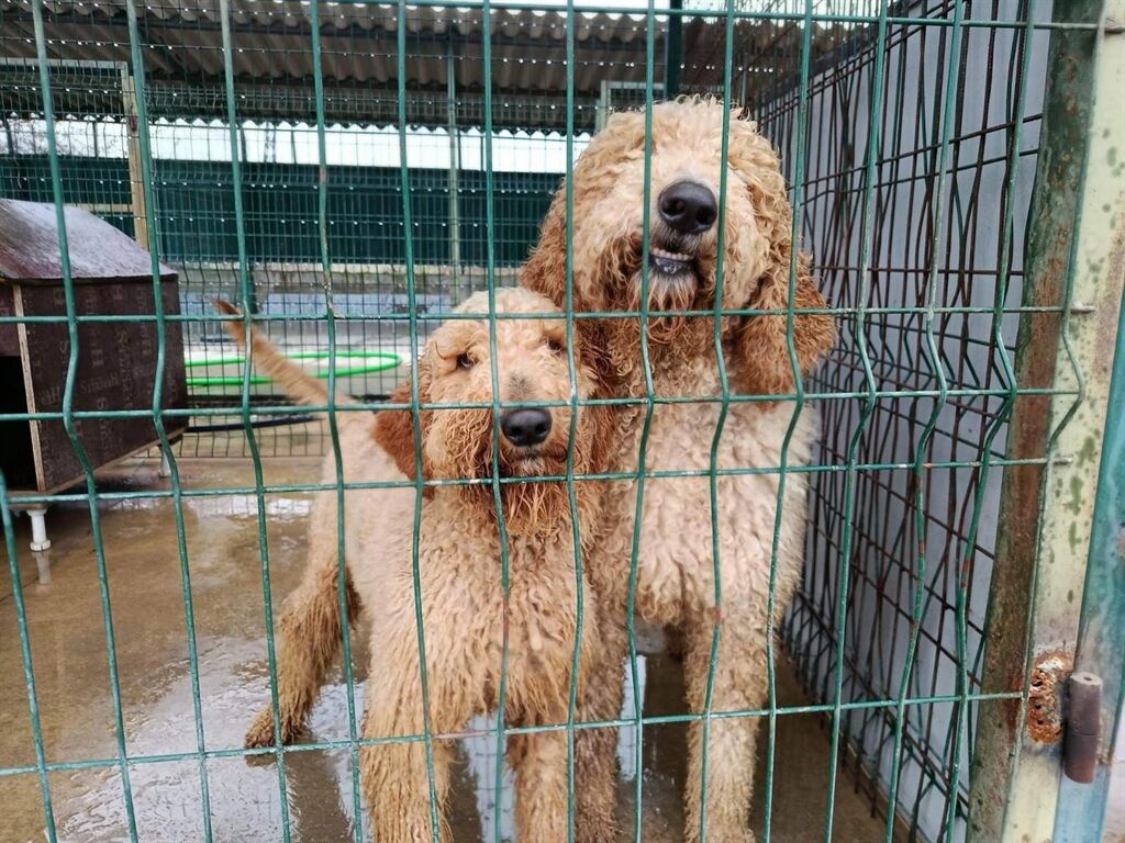 Edirne’de Umut Operasyonu: Kurtarılan Köpekler Barınağa Sevk Edildi