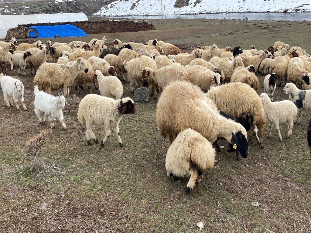 Ağılların Kapıları Açıldı: Kuzular Annelerine Koştu