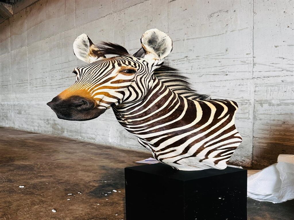 Trabzon’da Kaçak Avcılıkla Mücadele: 19 Trofe Ele Geçti