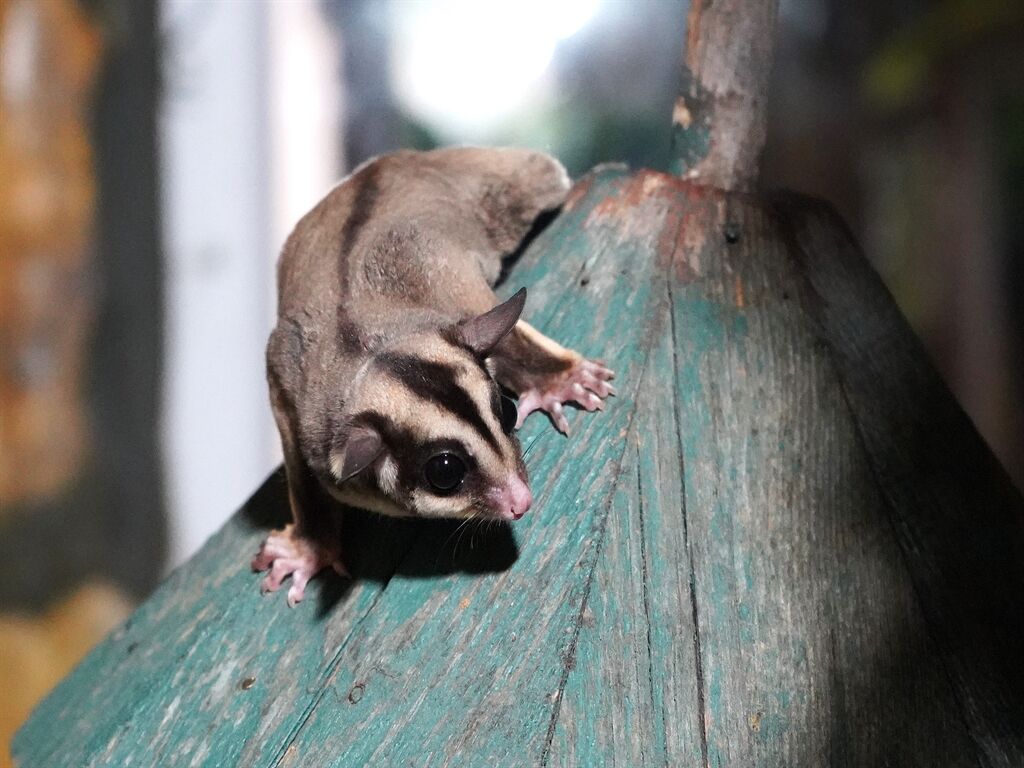 Doğa Koruma Devrede: Uçan Sincaplar Güvenli Ellerde