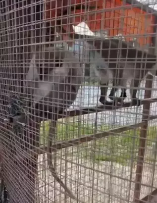 Özel Havuzda 3 Örümcek Maymunu Bulundu