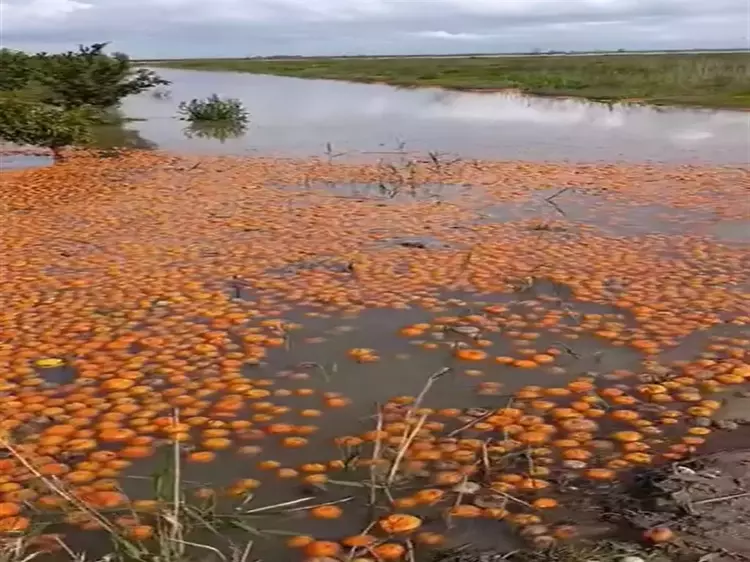 69C233B56B4683C9A3888B5D