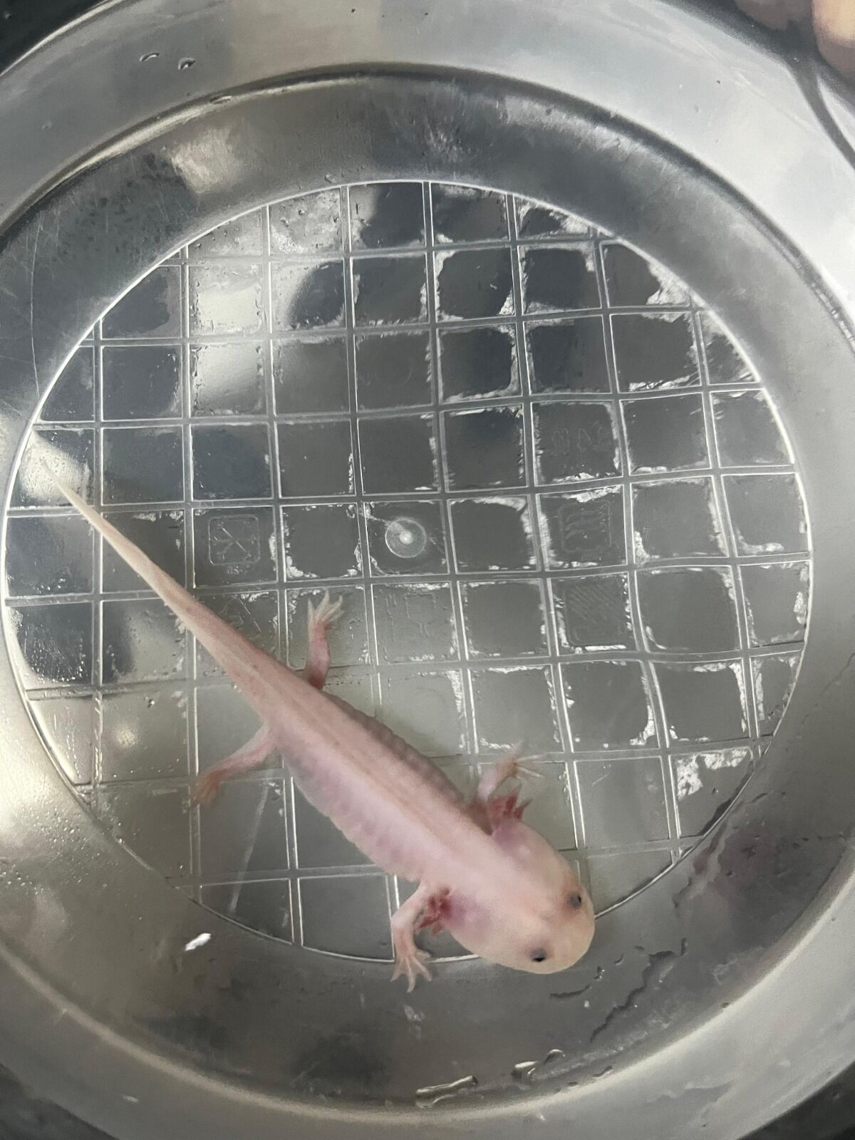 A K V A R Y U M D A T A S Y U T A N A K S O L O T L B A L I G I A M E 1221521 363217