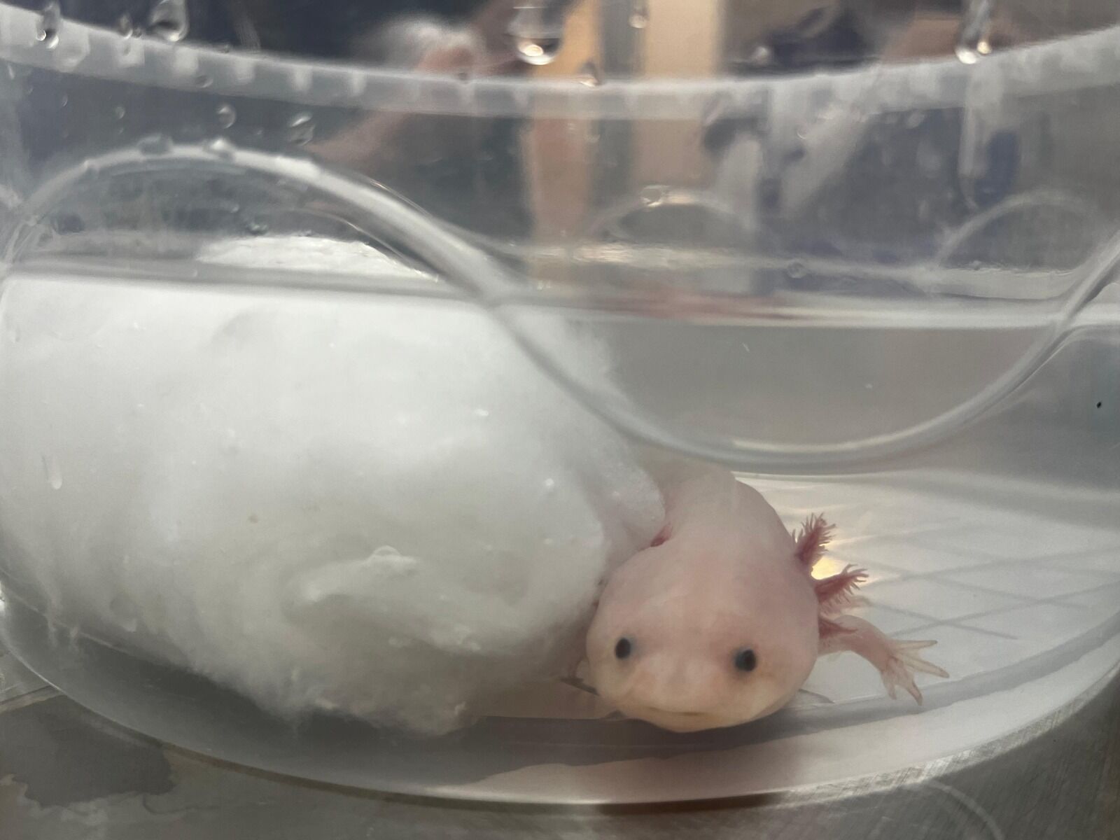 A K V A R Y U M D A T A S Y U T A N A K S O L O T L B A L I G I A M E 1221522 363217