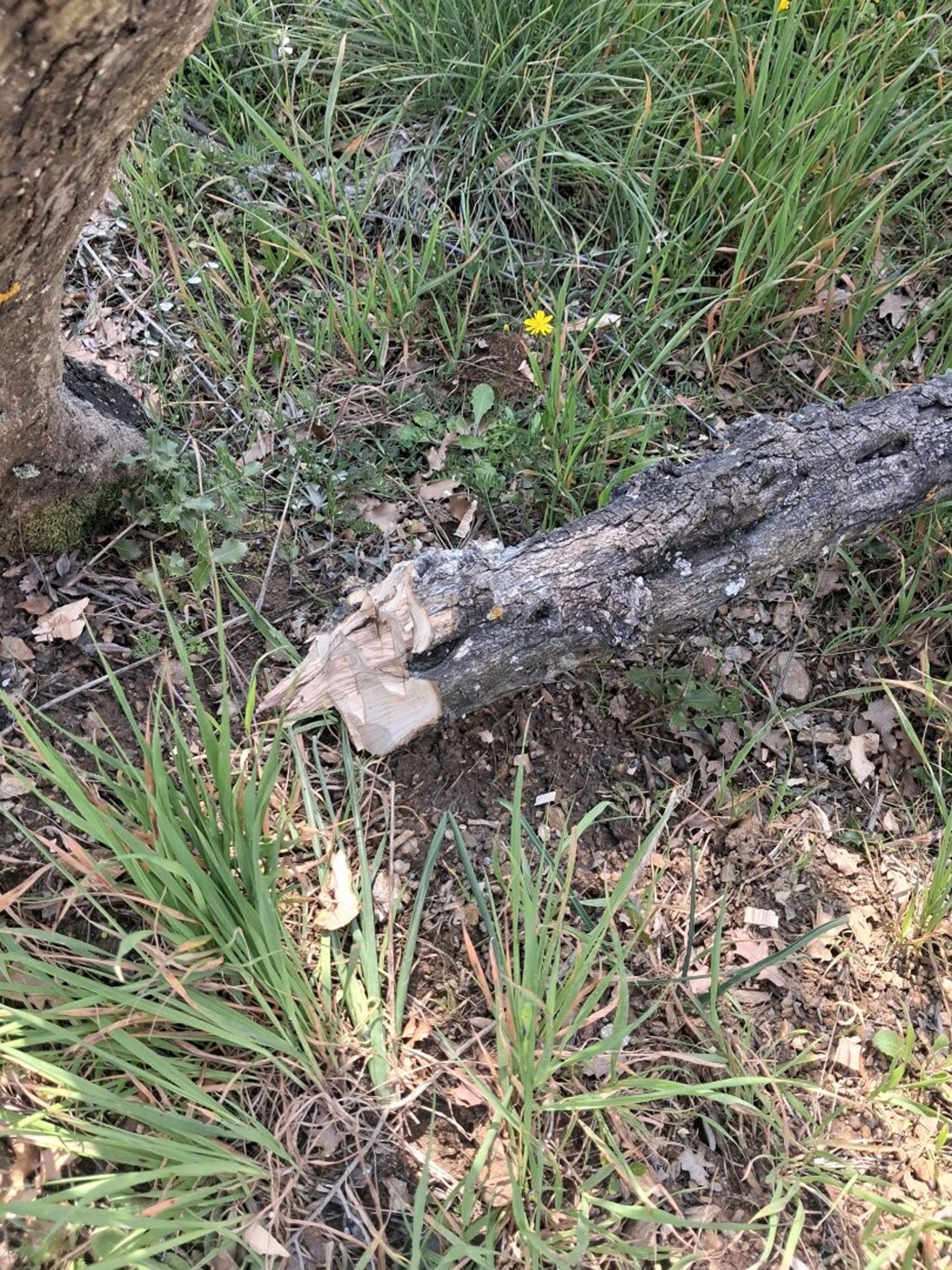 A Y D I N D A 700 I N C I R V E Z E Y T I N A G A C I K E S I L 1230375 365962