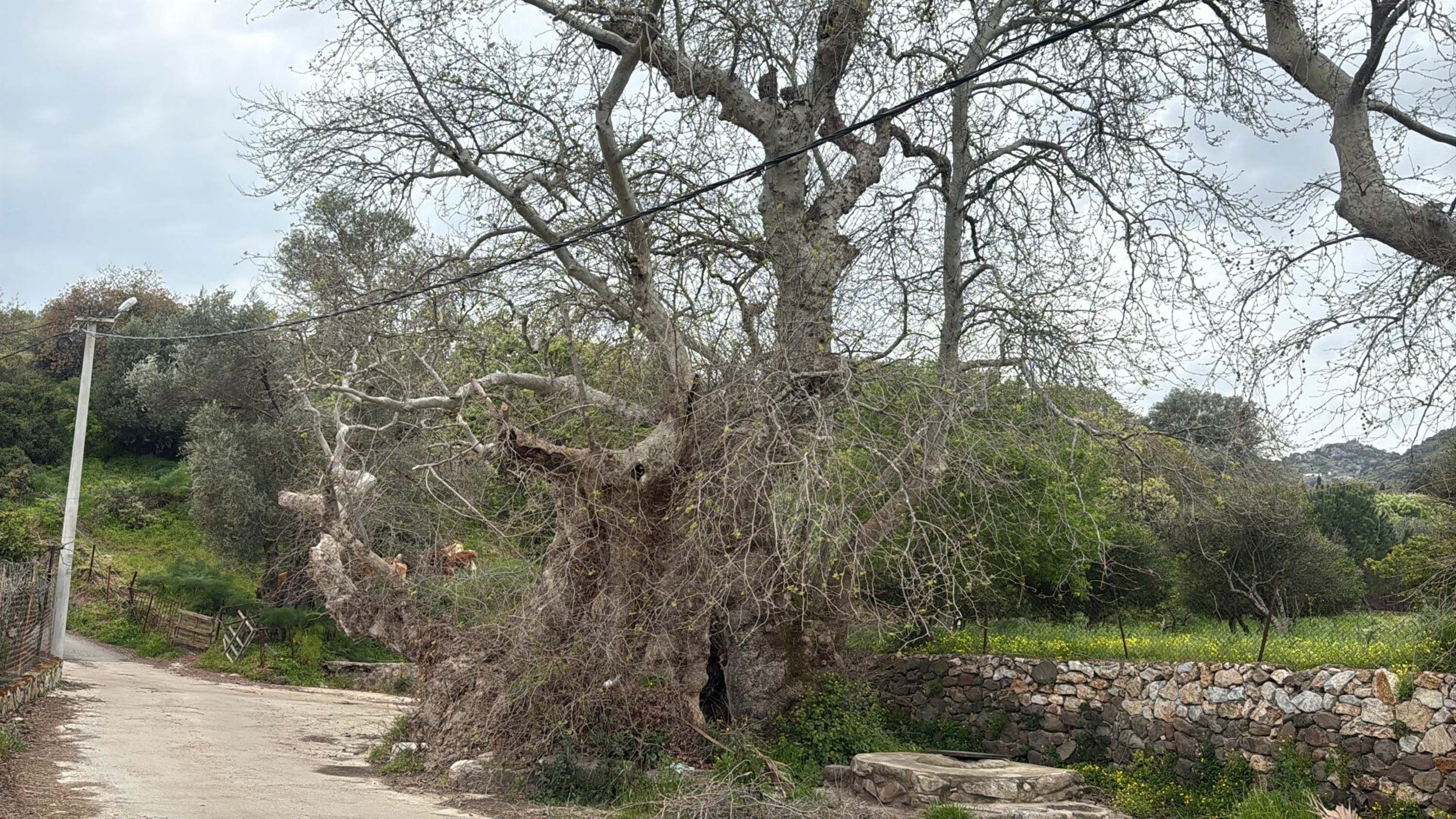 B O D R U M D A 2 B I N Y I L L I K O L D U G U T A H M I N E D I 1218939 362467