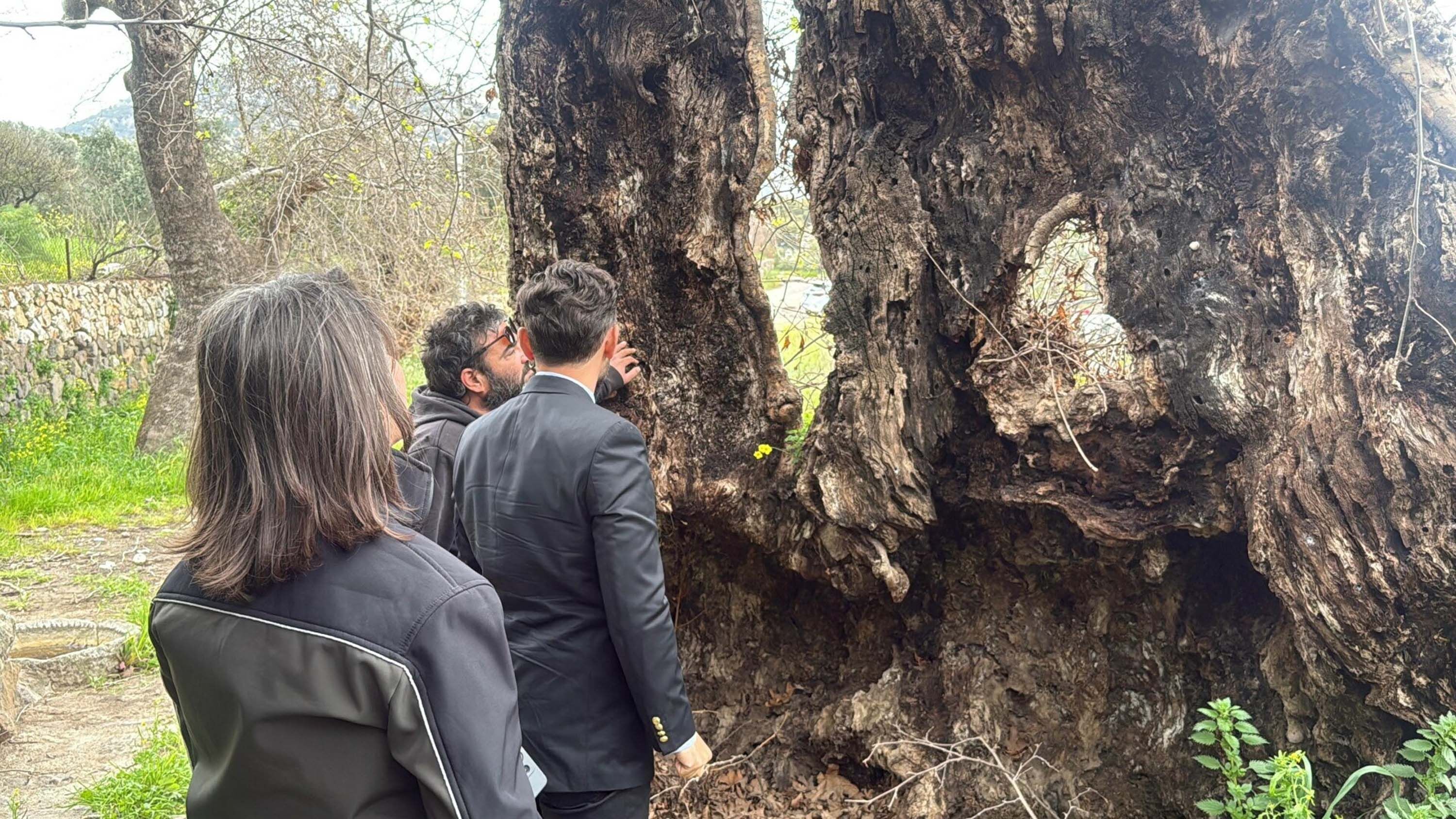 B O D R U M D A 2 B I N Y I L L I K O L D U G U T A H M I N E D I 1218943 362467