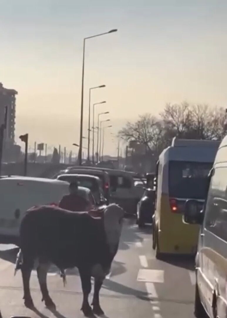 B U R S A’ D A C I F T L I K T E N K A C A N B O G A S U R U C U L E R 1196365 355731