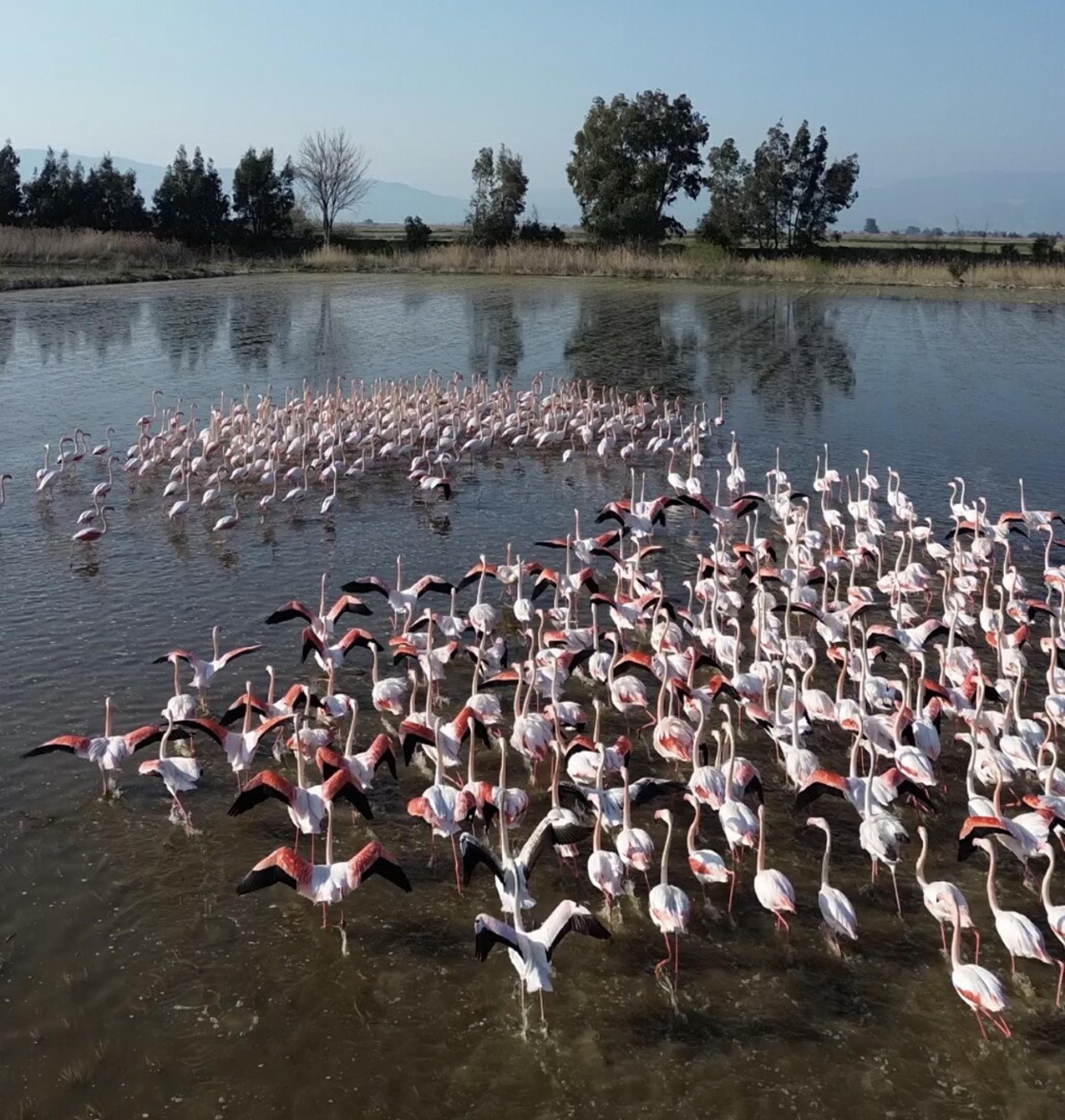 Büyük Menderes’te Taşkın: Tarlalar Sular Altında, Flamingolar Geldi