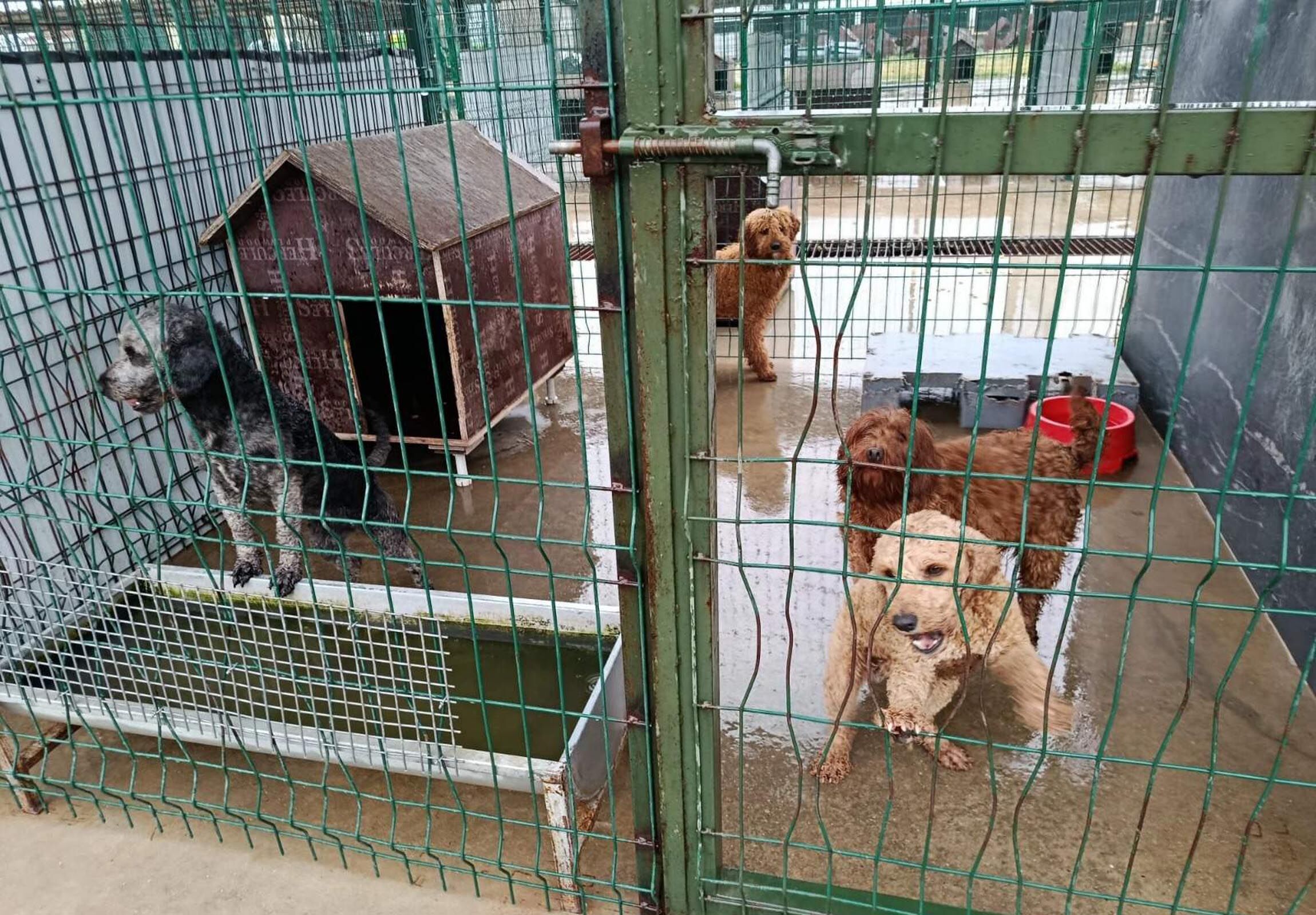 E D I R N E D E O P E R A S Y O N L A 88 K O P E K K U R T A R I L D 1227042 364929