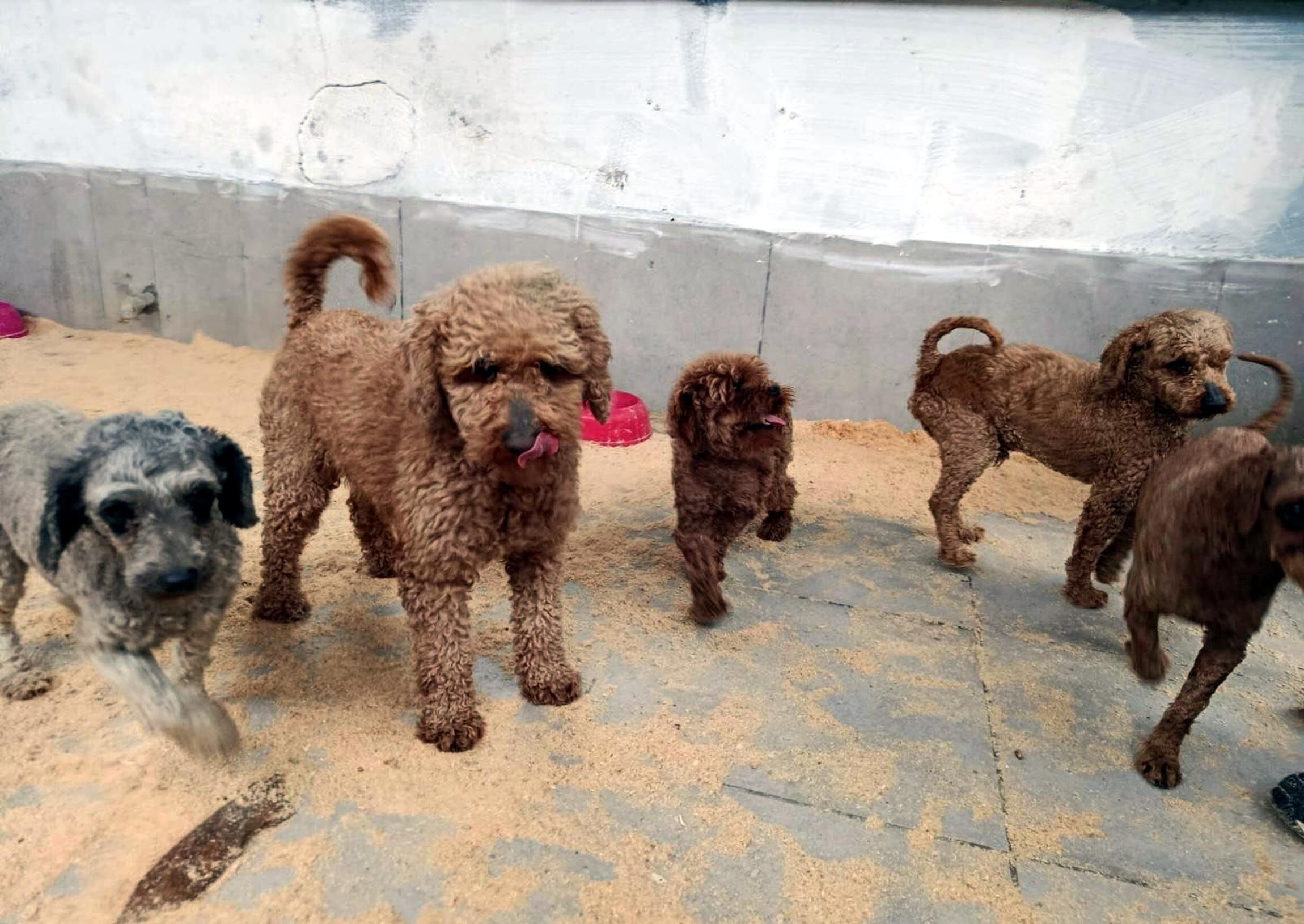 Köpek Üretim Çiftliğine Operasyon: 88 Köpek Kurtarıldı