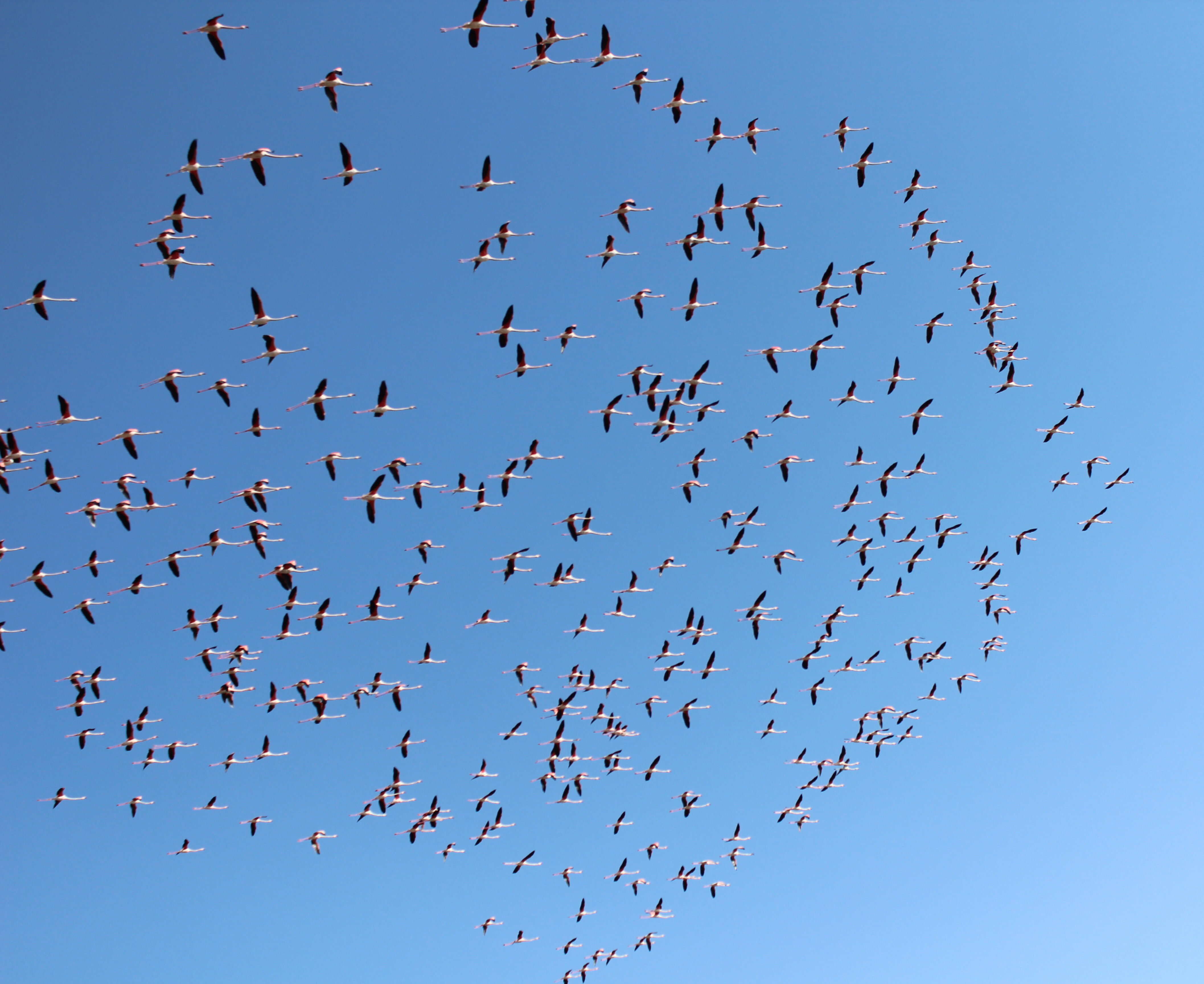 F L A M I N G O L A R T U Z G O L U N E G E L M E Y E B A S L A D I 1218426 362326