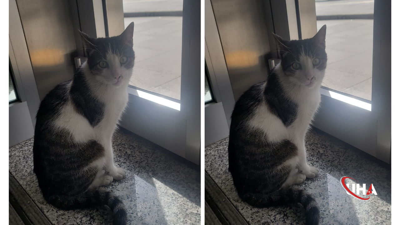 Bankanın "Tüylü" Memuru: Küçükesat’ın Sevgilisi Panter