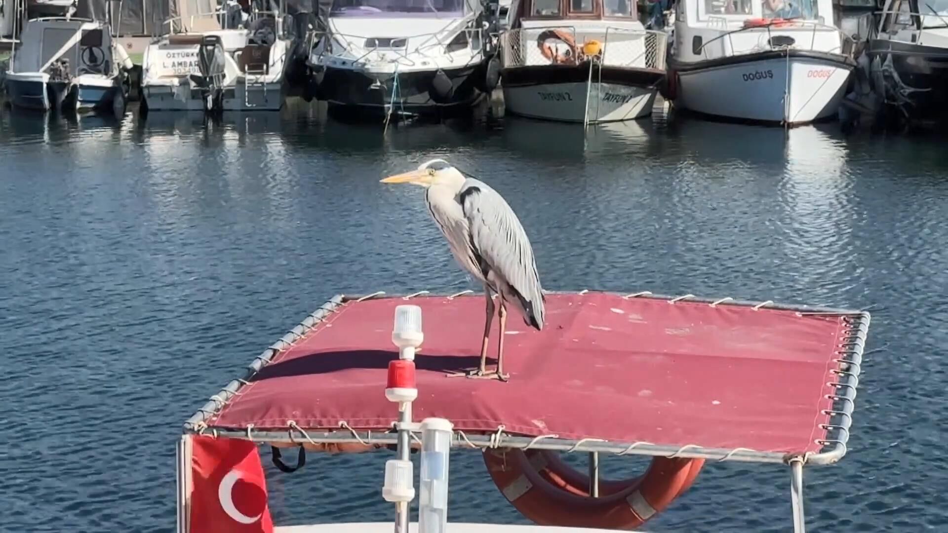 I S T A N B U L A V C I L A R D A C A B B A R I S I M L I B A 1207059 358548