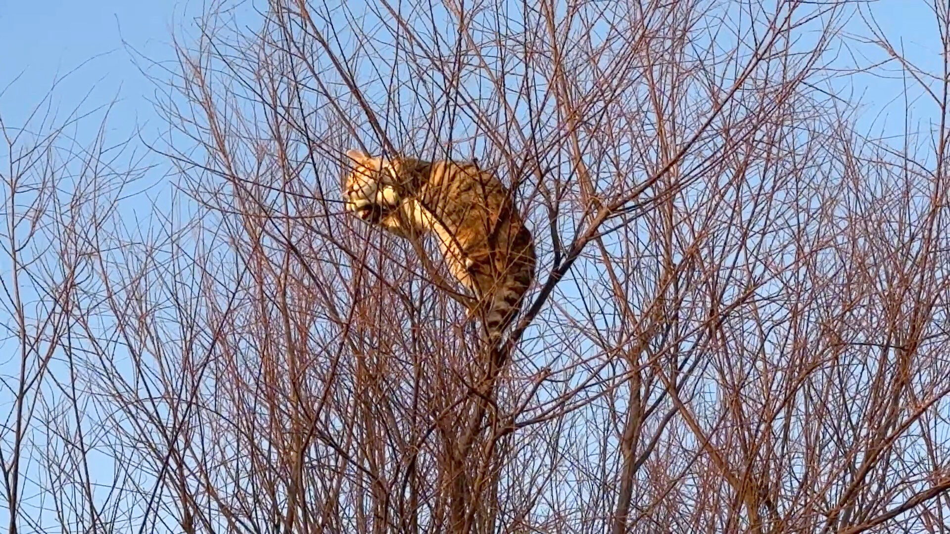 I S T A N B U L A V C I L A R S A H I L I N D E K E D I M A H S U 1203310 357771