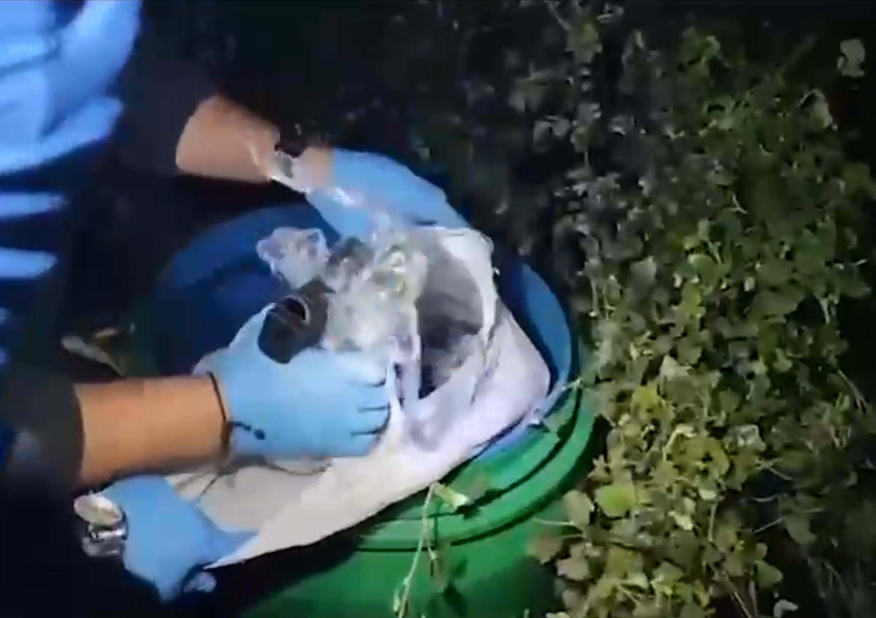 I Z M I R D E 149 R U H S A T S I Z T A B A N C A B U L U N D U 1219110 362511