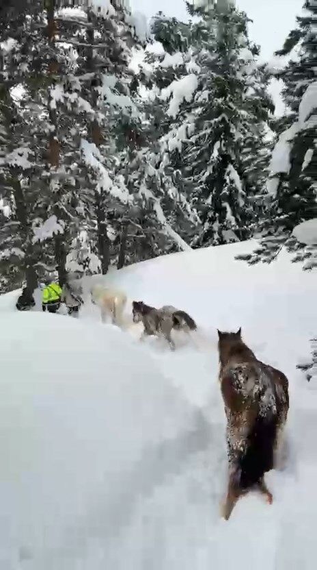 K A R D A M A H S U R K A L A N H A Y V A N L A R I K O Y U N G E N C 1204318 358080