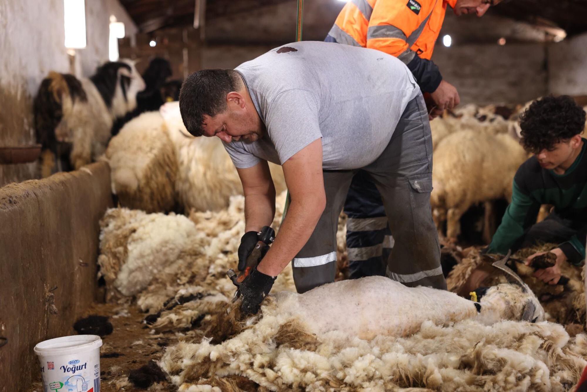 K A R S’ T A K O Y U N K I R K I M S E Z O N U B A S L A D I 1234145 367023