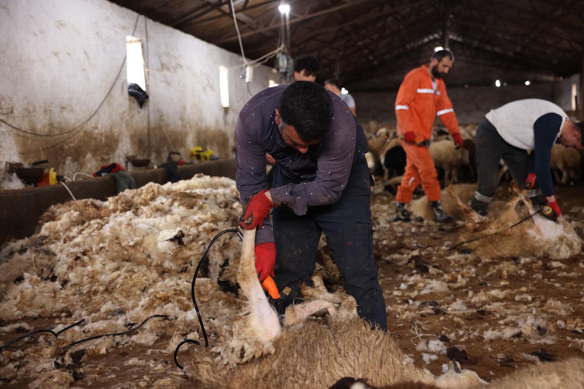 K A R S’ T A K O Y U N K I R K I M S E Z O N U B A S L A D I 1234147 367023