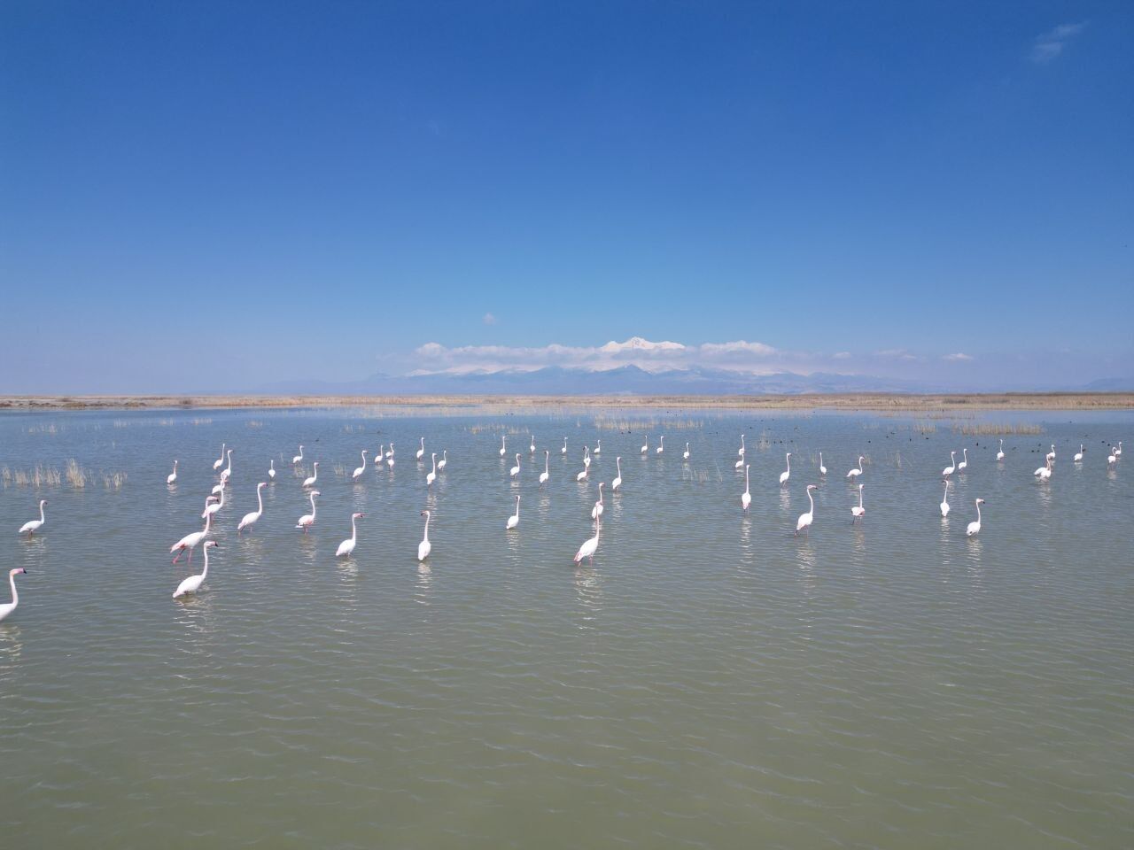 K A Y S E R I’ D E F L A M I N G O L A R I N G O R S E L S O L E N I D 1234286 367066