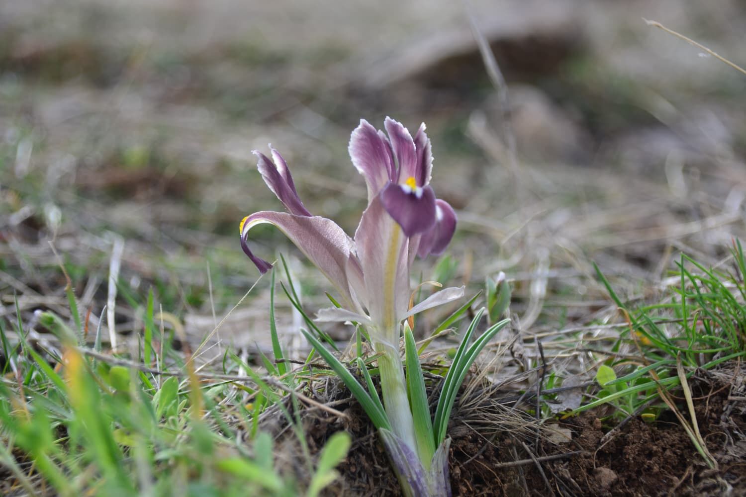 K A Y S E R I D E N E V R U Z C I C E K L E R I A C T I 1219243 362552