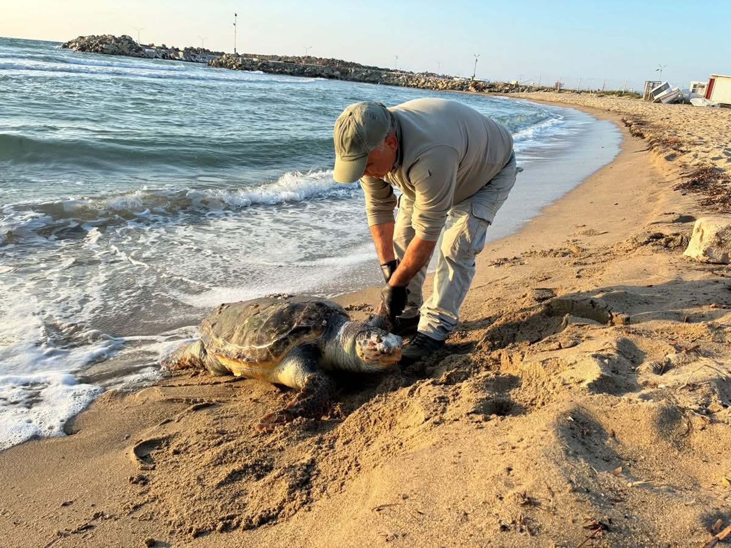 Aydın Kuşadası'nda Aynı Gün 3 Deniz Kaplumbağası Ölü Bulundu