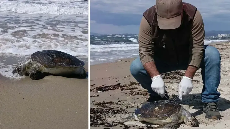 Aydın Kuşadası’nda Bir Ölü Deniz Kaplumbağası Daha Sahile Vurdu