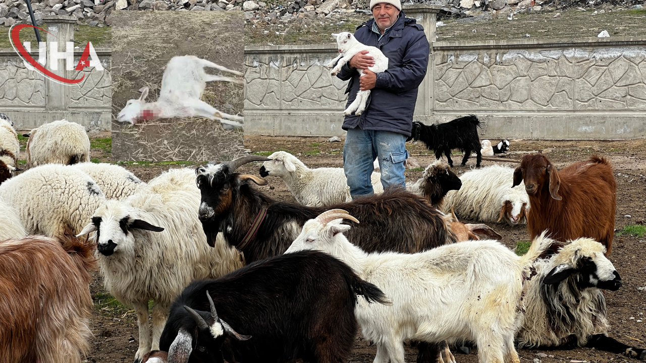 Kayseri’de Yabani Hayvan Saldırısı 11 Keçiyi Telef Etti