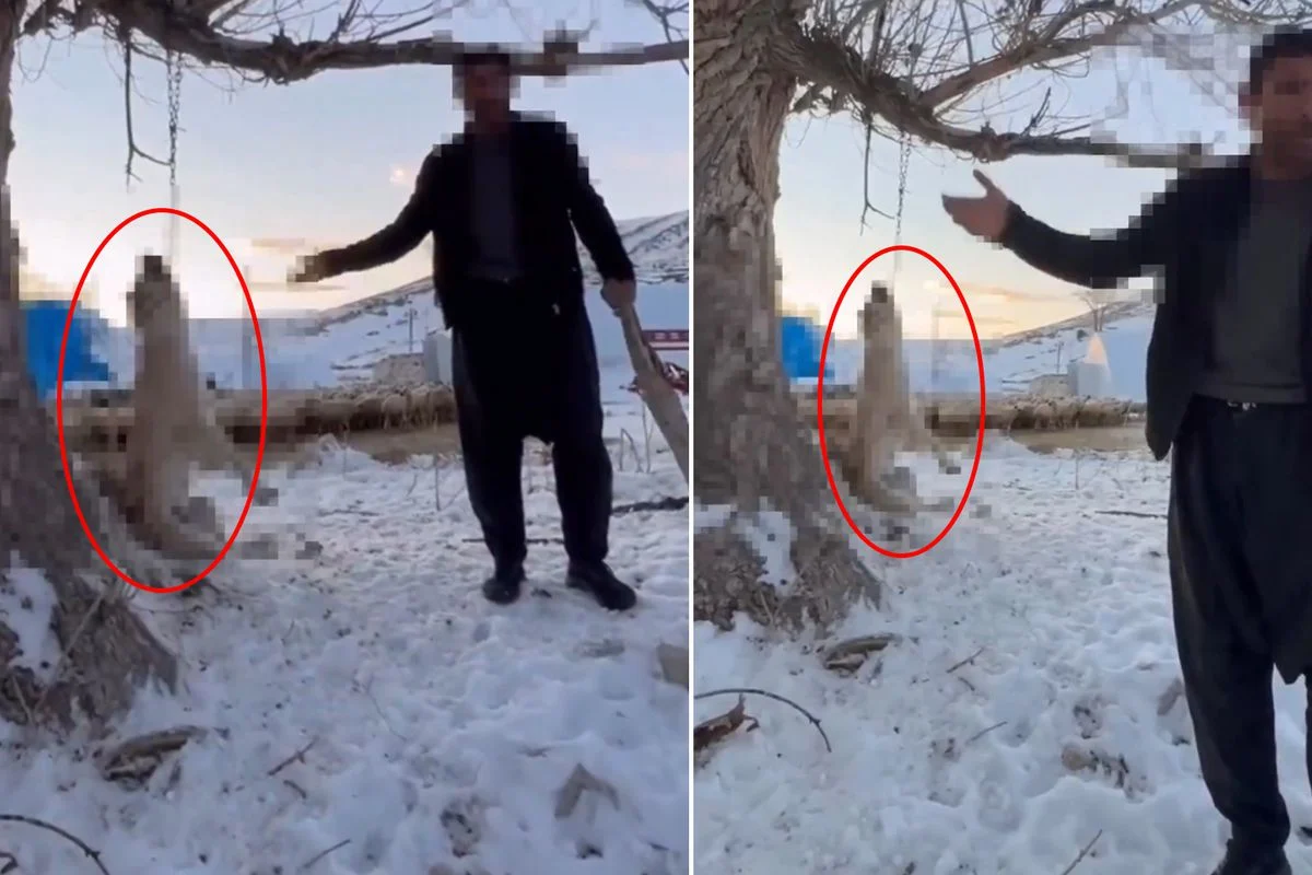 Çok Yediği Gerekçesiyle Köpeğini Ağaca Asarak Öldürdü
