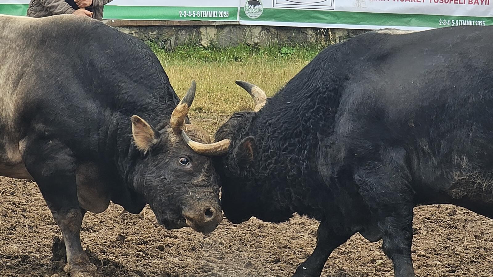 Boğaların Özel Diyeti: Artvin’de Festival Hazırlığı Sürüyor