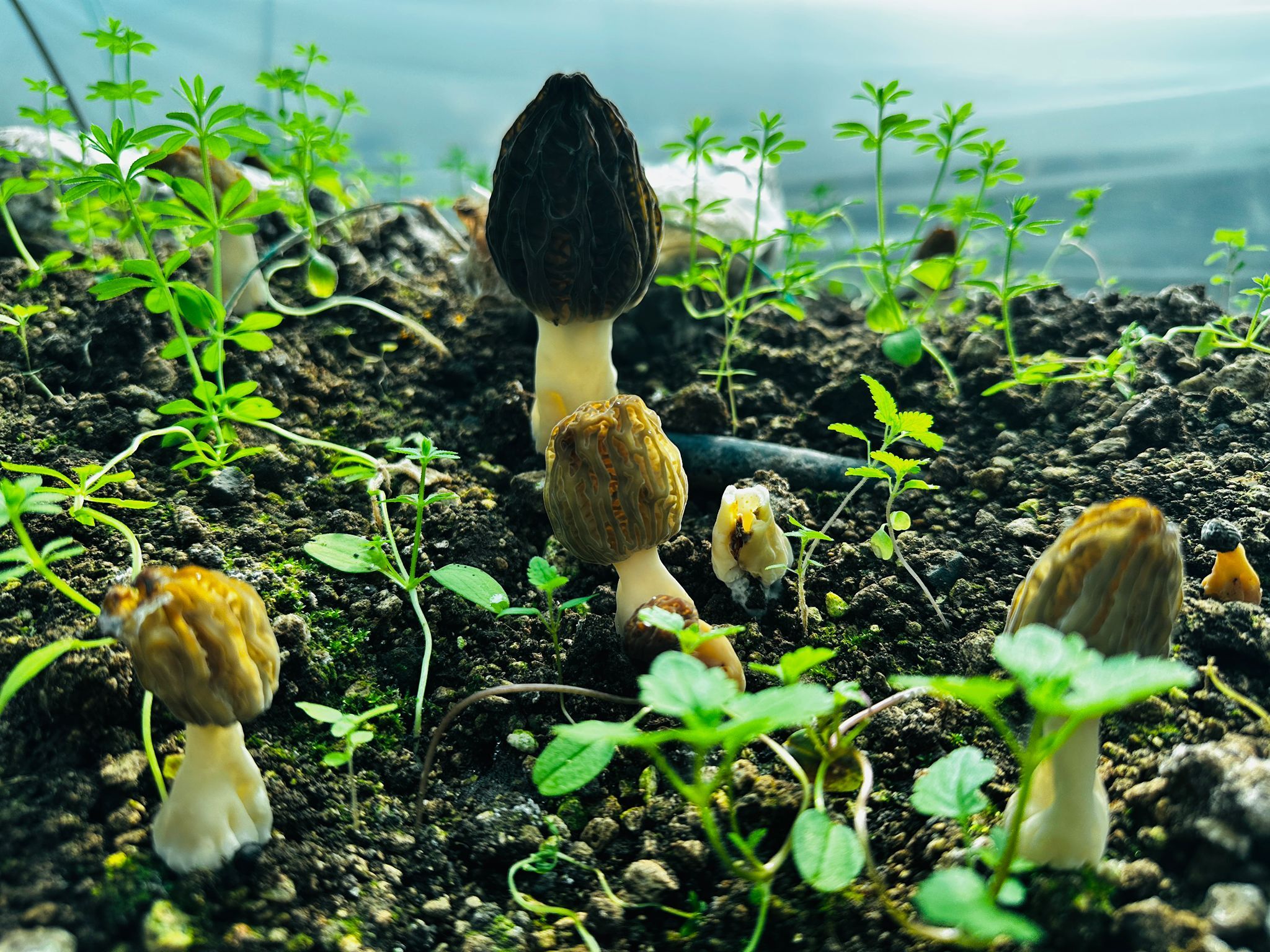 M E R S I N D E C I F T C I L E R K I L O S U 5 B I N T L Y E S 1204902 357849