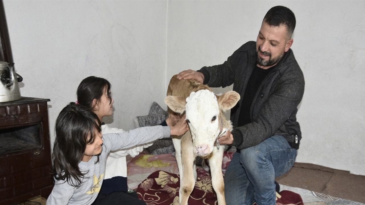 Hasta Buzağıyı Soğuktan Korumak İçin Evlerine Aldılar