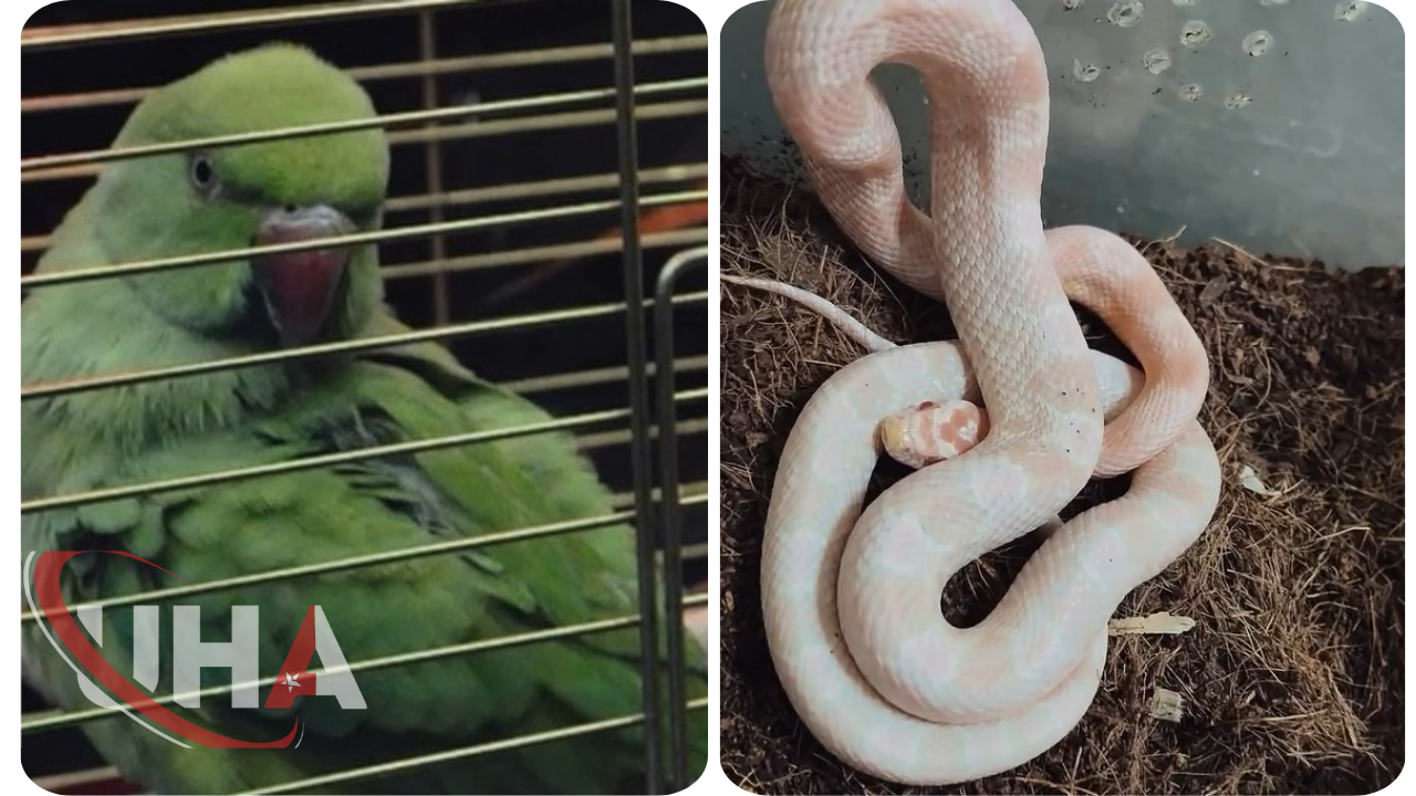 Bursa’da Kaçak Hayvan Ticaretine Geçit Verilmedi