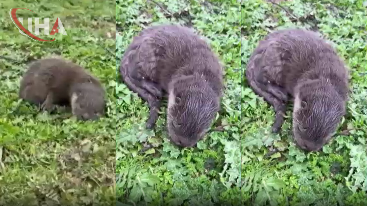 Nesli Tehlikede Olan Yavru Su Samurları Diyarbakır’da Görüntülendi