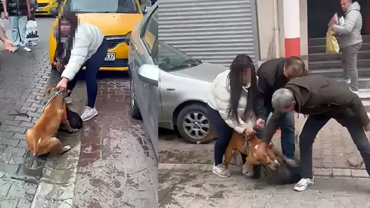 Saldırgan Pitbull’a El Konuldu, Sahibi 95 Bin Lira Cezalandırıldı