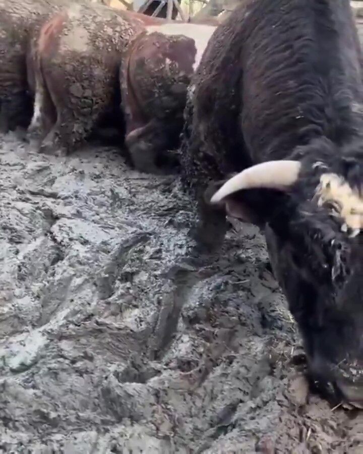 S A N A L M E D Y A D A T E P K I C E K E N B E S I C I F T L I G I N 1209831 359795