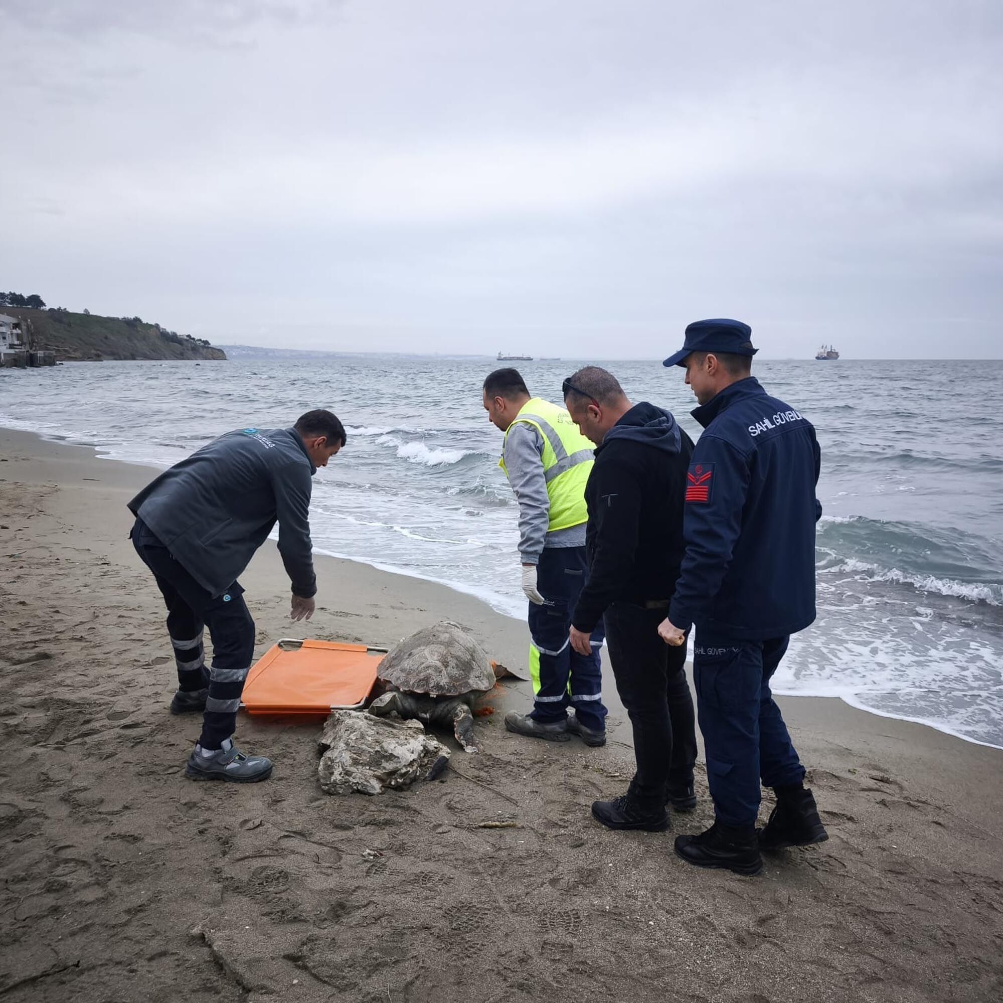 Tekirdağ'da Cansız Caretta Caretta Sahile Vurdu