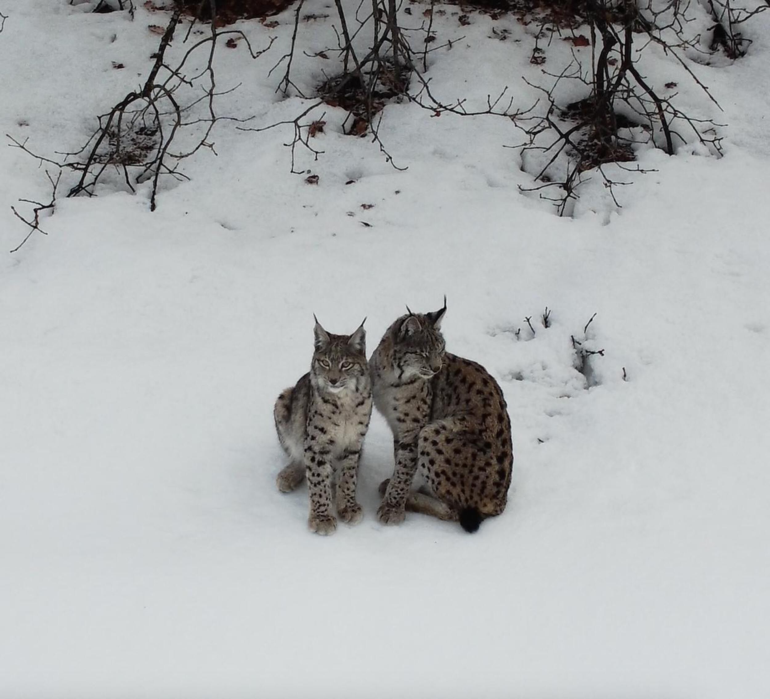 Vaşak Ailesi Havadan Görüntülendi