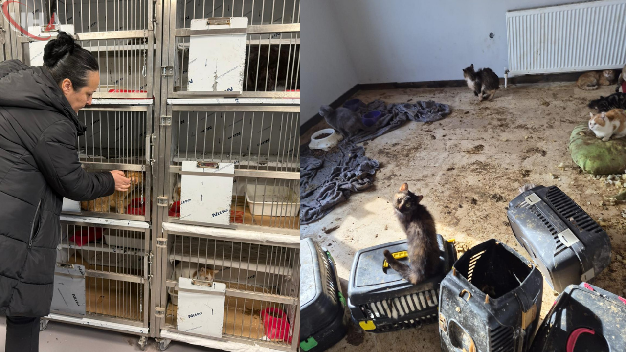 Ankara'da Kötü Şartlarda Bakılan 102 Hayvan Bakımevine Yerleştirildi