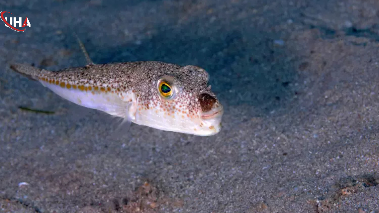 akdeniz-istilaci-baliklar