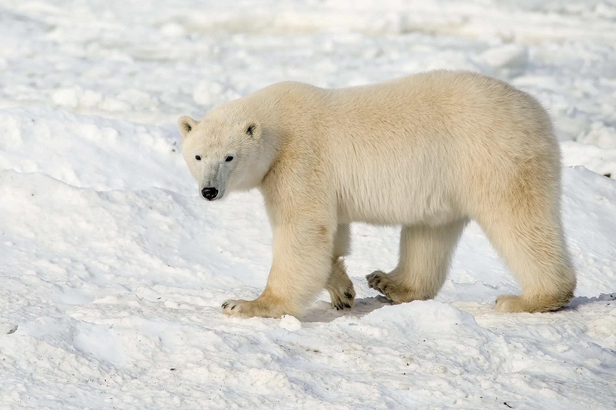 51646750806 2F2Abda043 K 1